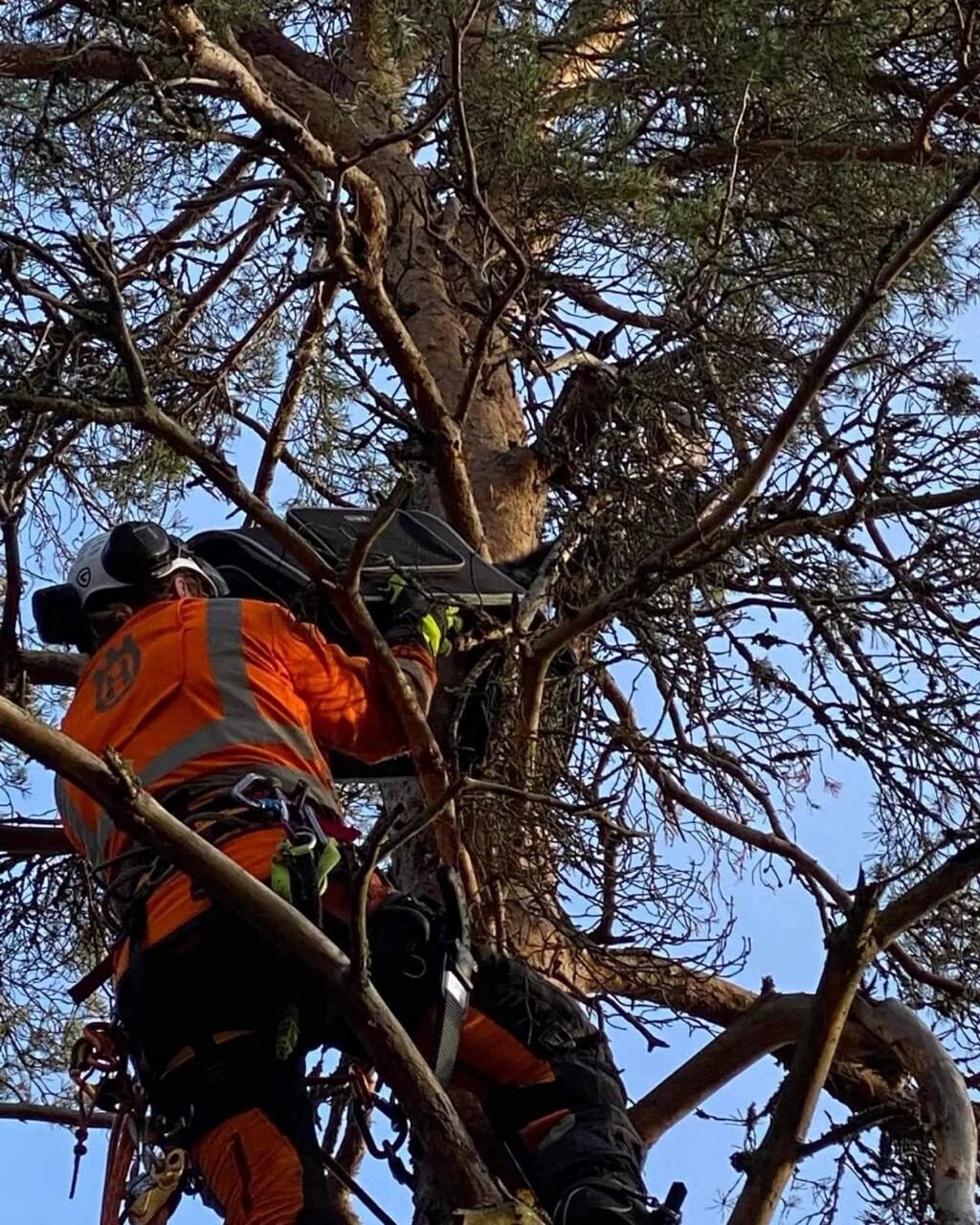 Arborist med motorsåg i trädkrona i Östersund