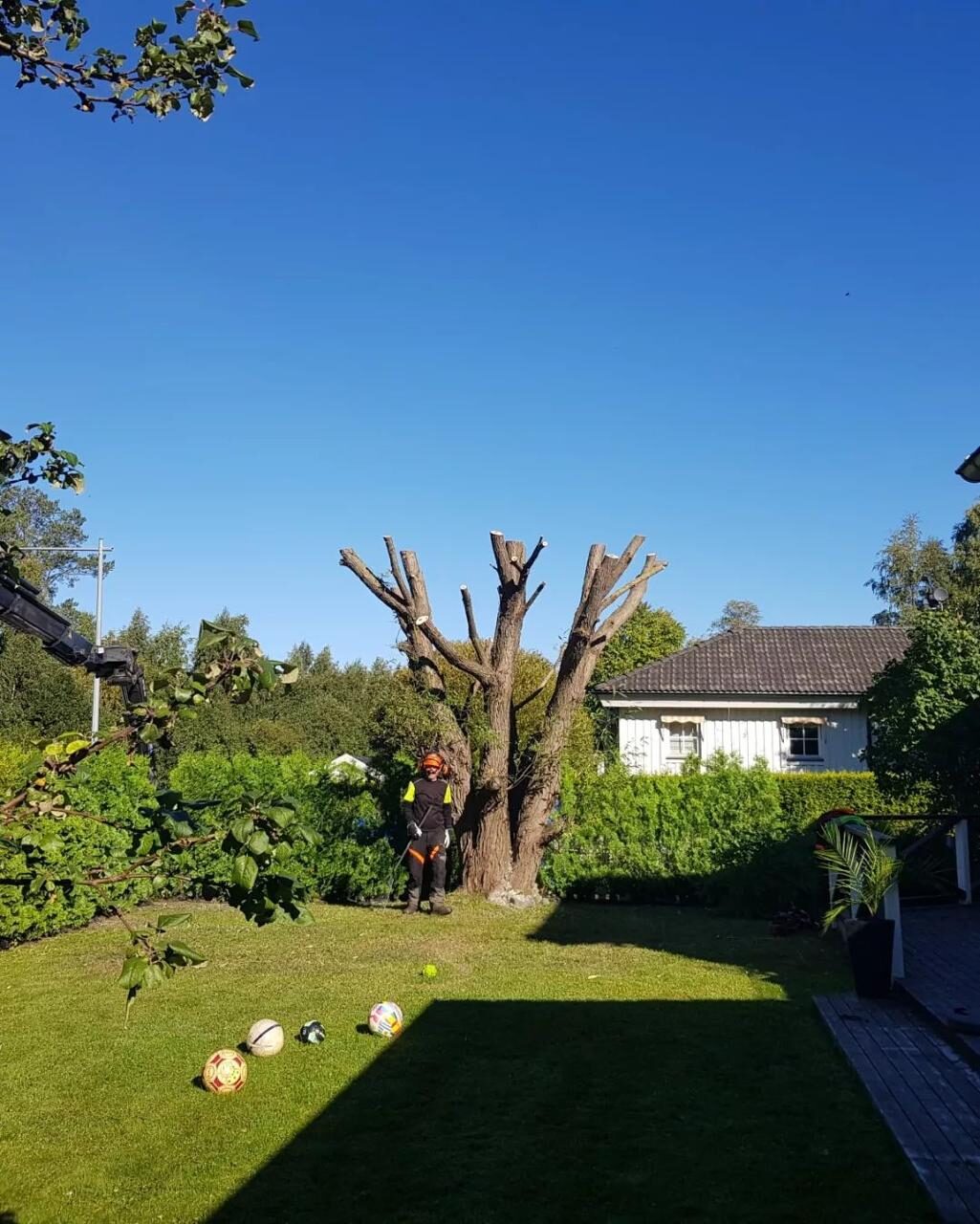 Professionell trädvård Östersund