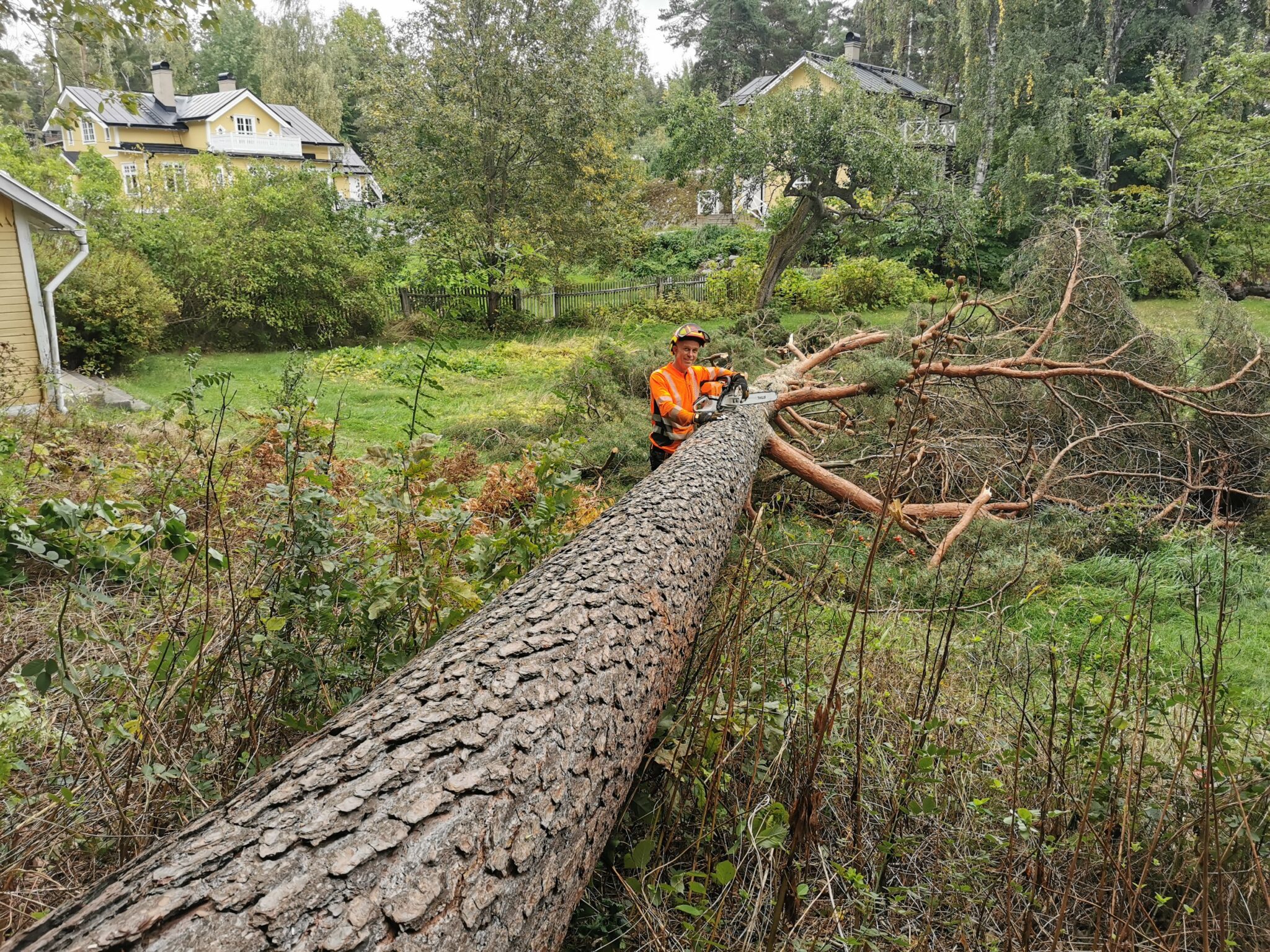 Arborist Östersund
