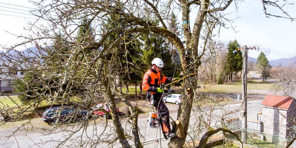Arborist arbetar i ett träd intill en villagata